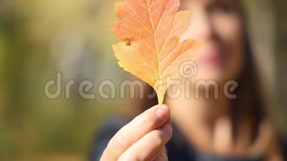年轻女子向镜头展示五颜六色的秋叶美丽的女人捧着秋黄的叶子近脸秋天视频的预览图