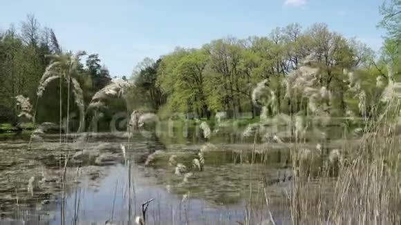 森林湖的海岸在夏天阳光明媚的一天前景广阔视频的预览图