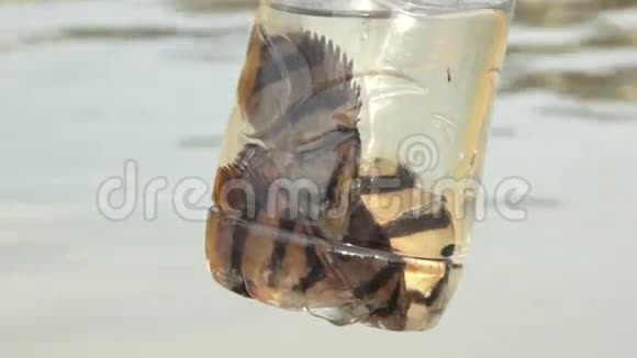 瓶子里的鱼视频的预览图