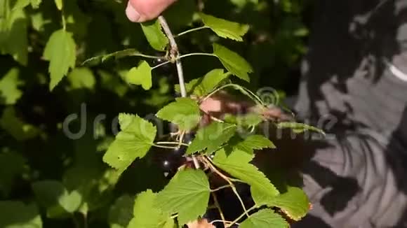 黑醋栗收获视频的预览图