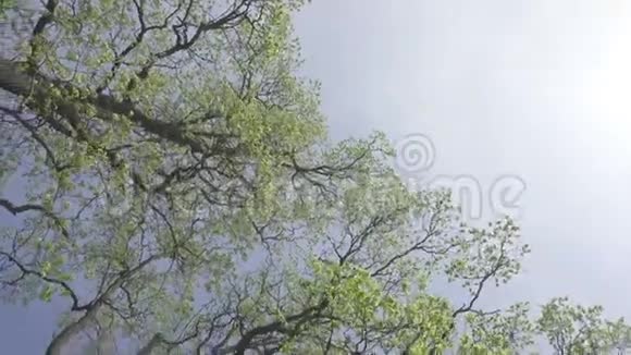 在蓝蓝的天空背景下在初春有绿色嫩叶的树木的底部景色视频的预览图