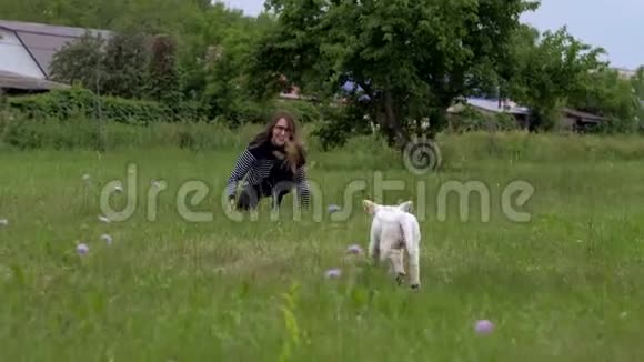 白色小狗拉布拉多在公园散步视频的预览图