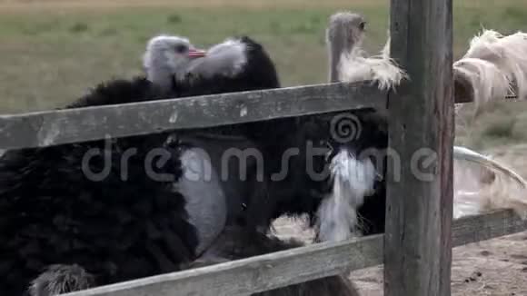 养殖场可爱的大鸵鸟视频的预览图