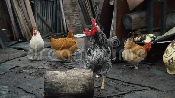 鸡在农场里走来走去视频的预览图