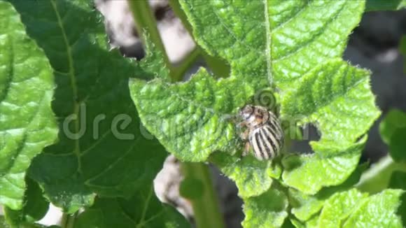 马铃薯叶子上的科罗拉多甲虫视频的预览图