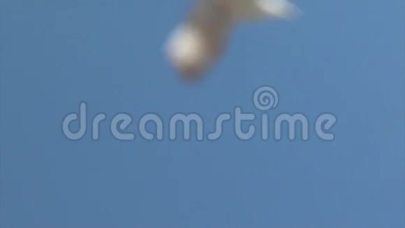 海鸥在空中攻击视频的预览图