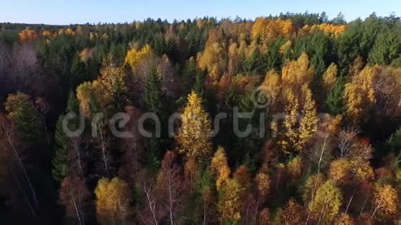 瑞典的森林视频的预览图