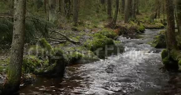 森林中的河流全景图视频的预览图