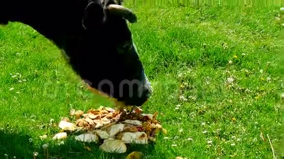 牛在草地上吃土豆视频的预览图