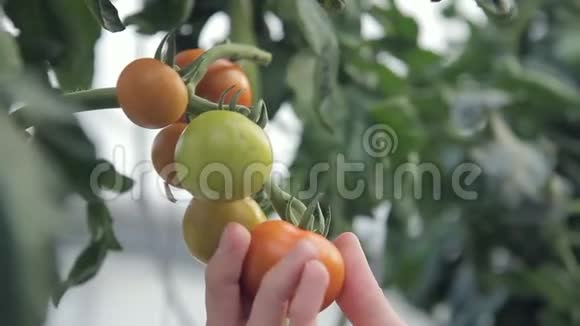 农民在温室特写镜头中收集西红柿园丁手握成熟的红色天然蔬菜作为食物视频的预览图