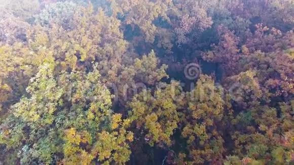 秋林上空的空中飞行视频的预览图