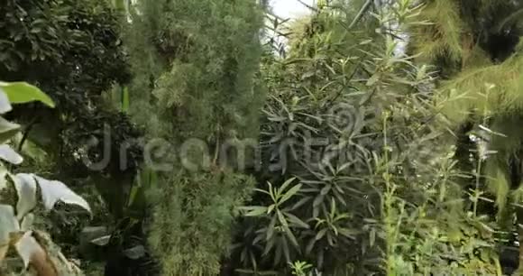 植物园里的热带植物和树木植物温室玻璃屋的内部热带背景视频的预览图