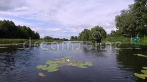 航空录像夏天下午河景带睡莲周围有树芦苇视频的预览图
