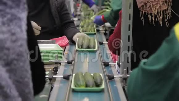 工人们称一称新鲜黄瓜然后装上传送带视频的预览图