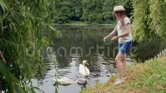 巴拿马的小女孩在夏季公园的湖边喂天鹅视频的预览图