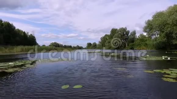 航空录像夏天下午河景带睡莲周围有树木芦苇视频的预览图