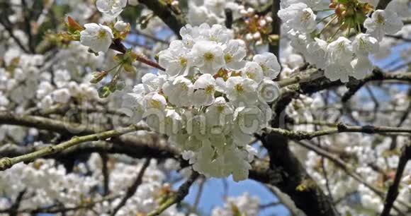 法国诺曼底盛开的樱花树慢动作视频的预览图
