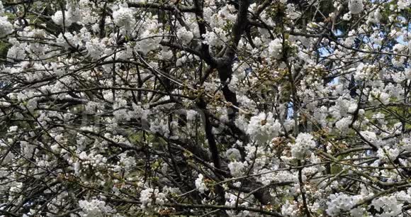 法国诺曼底盛开的樱花树慢动作视频的预览图
