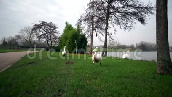 一个城市公园白天鹅在河里游泳天鹅在伏尔塔瓦河上游泳天鹅在布拉格白天鹅漂浮在水中视频的预览图