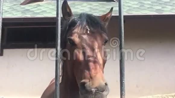 马的脸和眼睛在特写视频的预览图