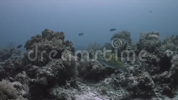 在珊瑚礁4k上的鱼视频的预览图