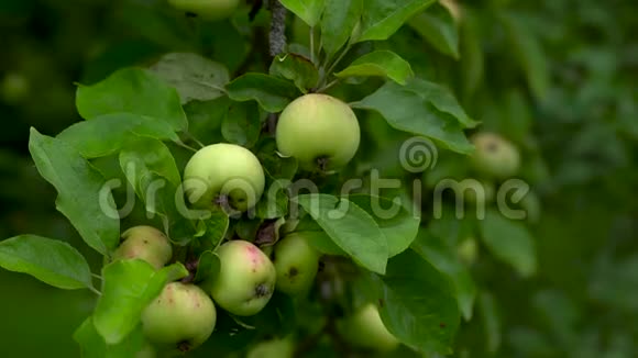 夏天成熟的苹果挂在一棵绿树上视频的预览图