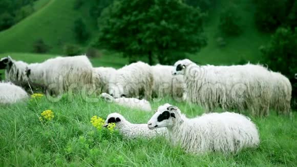 绵羊躺在田野上视频的预览图