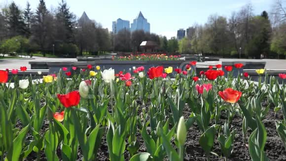 城市里的红白郁金香视频的预览图