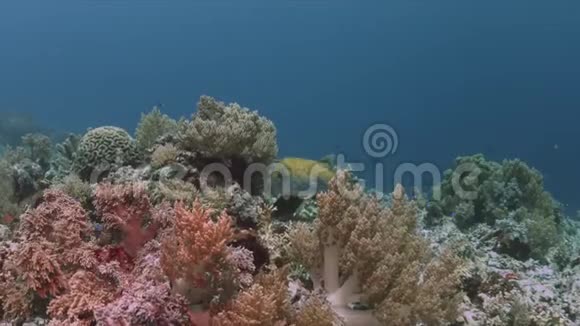 在珊瑚礁4k上的鱼视频的预览图