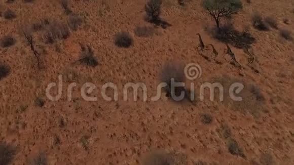 五只长颈鹿跑过大草原视频的预览图