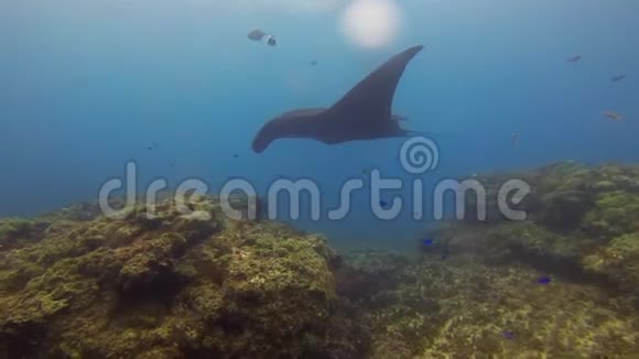 黑曼塔雷和鱼学校优雅和平的蓝海珊瑚礁曼塔视频的预览图