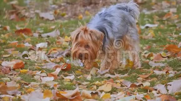 秋叶中的约克郡犬可爱的狗嗅着黄色的秋天落叶以生活方式走路的狗视频的预览图