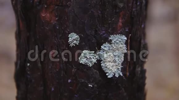 秋林中树的树干电影镜头慢动作视频的预览图