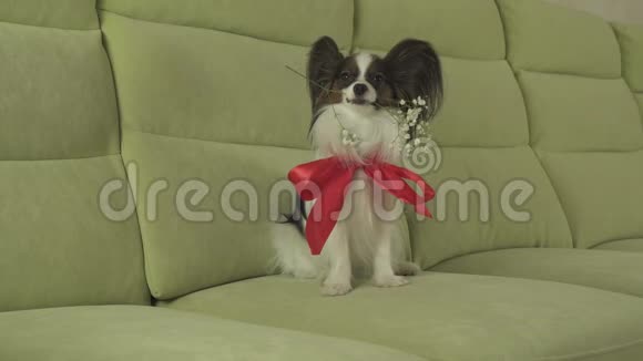 狗狗Papillon在情人节的库存录像中嘴里叼着鲜花周围是热恋中的红玫瑰视频的预览图