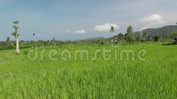 4K空中飞行视频绿色稻田附近火山阿贡巴厘岛视频的预览图