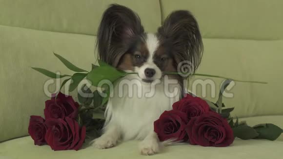 狗狗Papillon在情人节的库存录像中嘴里叼着鲜花周围是热恋中的红玫瑰视频的预览图