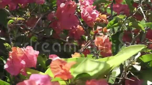 布干维尔茂盛的花朵特写镜头围绕着物体移动视频的预览图