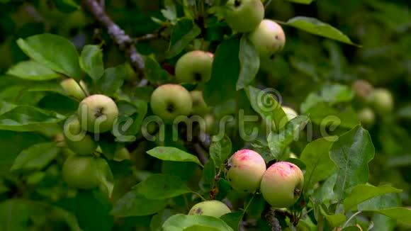 夏天成熟的苹果挂在一棵绿树上视频的预览图