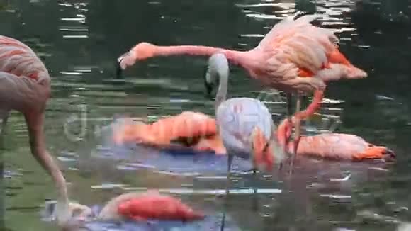 粉红火烈鸟洗澡视频的预览图