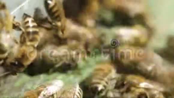 蜜蜂靠近蜂巢特写视频的预览图