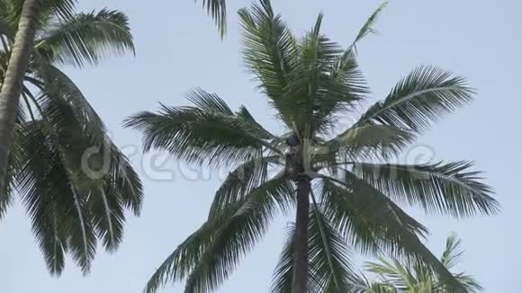 巴利2016年10月印度尼西亚人类收集棕榈树上的椰子来收获椰子椰子从高掌收集视频的预览图