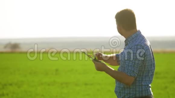 农夫站在麦田里看着平板电脑一个人从事农业一个工人站在一片田地里视频的预览图