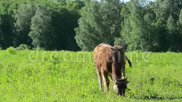 红牛在大自然的草地上在蓝天上吃草视频的预览图