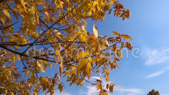 金色的叶子在蓝天上移动视频的预览图