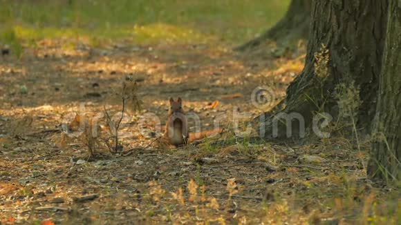 可爱的松鼠吃木头上的坚果视频的预览图
