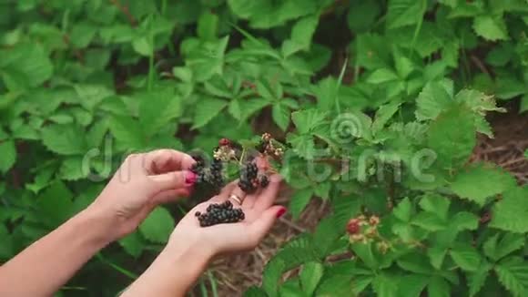 大的成熟黑莓视频的预览图