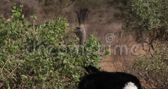BateleurEagleterathiusecaudatus肯尼亚马赛马拉公园树顶的成年人视频的预览图