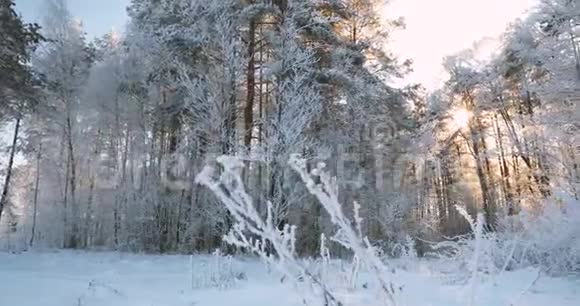 美丽的日落日出阳光在阳光明媚的冬季雪松林潘全景视频的预览图