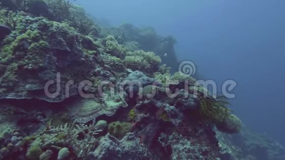 鱼在海底的海藻和珊瑚礁中游动海上潜水视频的预览图