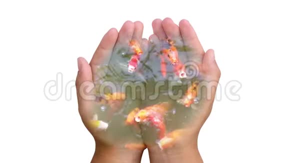 透明的手握着锦鲤鱼视频的预览图